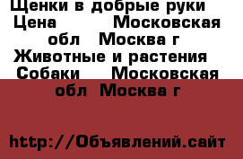 Щенки в добрые руки  › Цена ­ 100 - Московская обл., Москва г. Животные и растения » Собаки   . Московская обл.,Москва г.